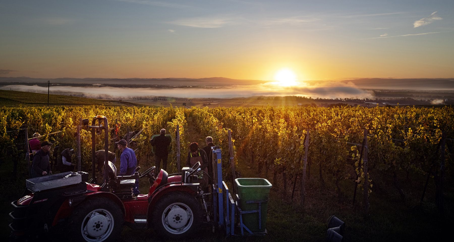 wine photographer