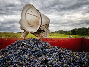 photographe vendanges