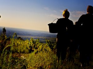 photographe vendanges