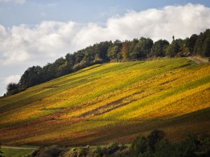 paysage vigne automne