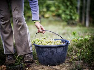 vendanges bourgogne