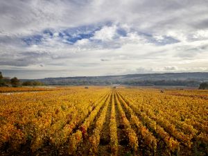 vins de bourgogne