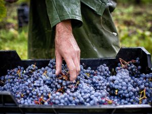 vendanges clau de nell Tuffalin